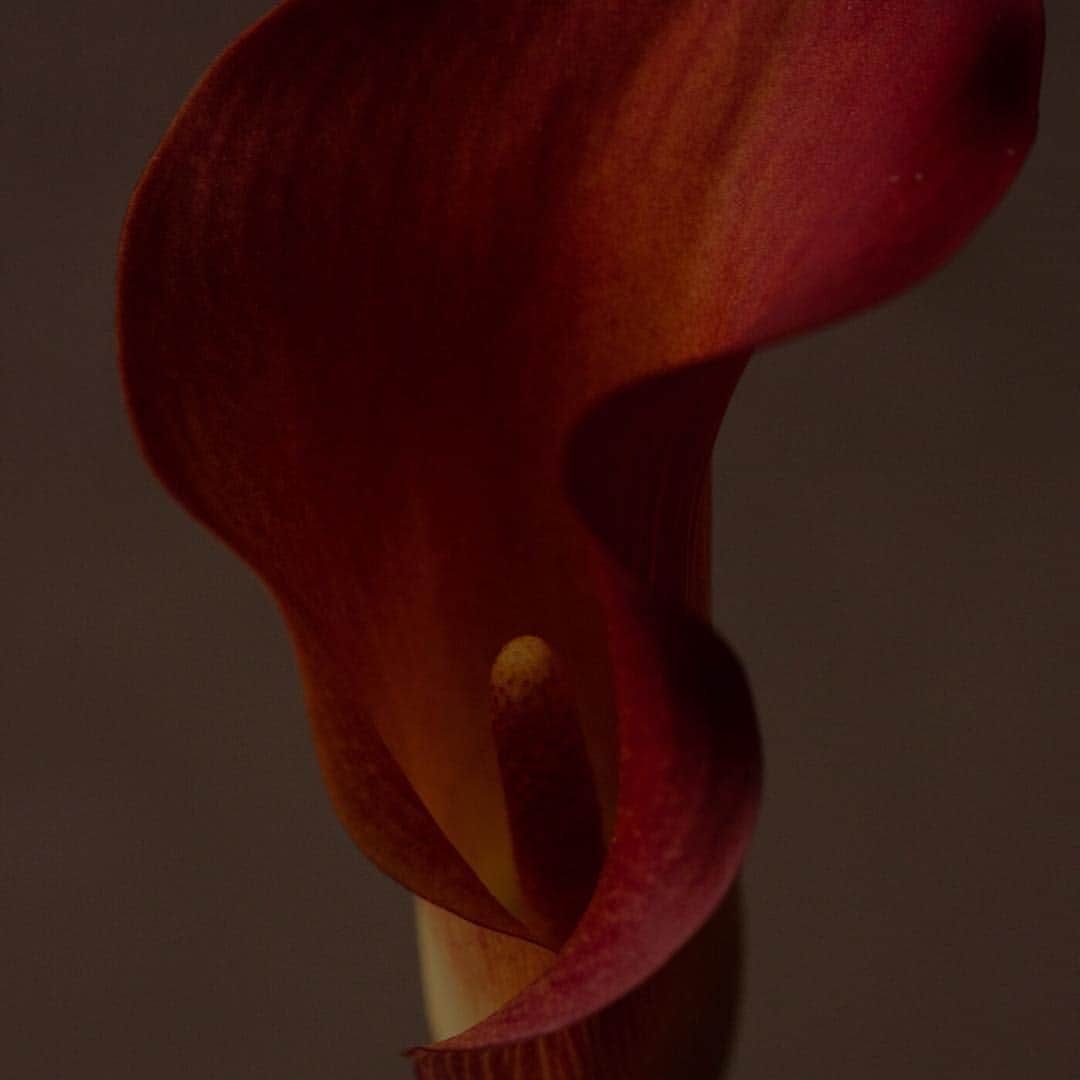 アイアラ・エルナンドのインスタグラム：「Sensuality n.2」