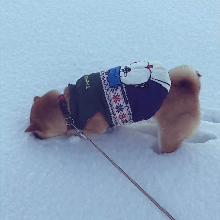 マロたんのインスタグラム