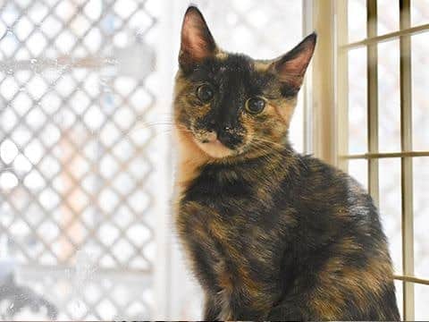 PETomorrowのインスタグラム：「東京キャットガーディアンの保護猫 (推定5〜6ヶ月)。今も里親さんを待ってます。 https://tokyocatguardian.org/cats_date/f456/  #保護猫　#里親　#保護猫と暮らす #Cats #petomorrow」