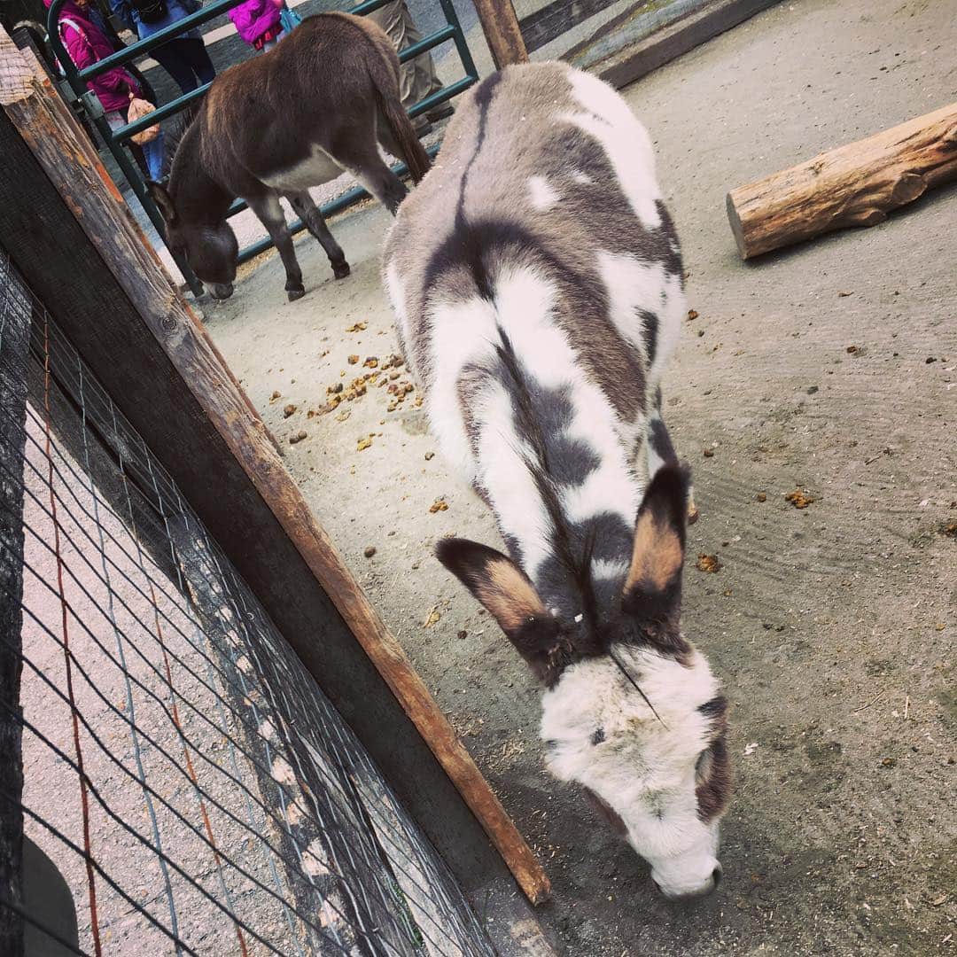 ケイ・パナベイカーのインスタグラム：「I went to the Maryland Zoo back in October when I was there for a wedding. I said I would spend 2 hours there..... I ended up peeling myself away after 4 hours. I fell in love with many of the animals, but Lloyd the miniature donkey was probably my favorite. I spent at least 30 minutes petting him on at least 3 separate occasions that day. @marylandzoo just did a Super Bowl pick with them and Lloyd chose the Rams to win, so that’s who I’ll be rooting for on Sunday.」