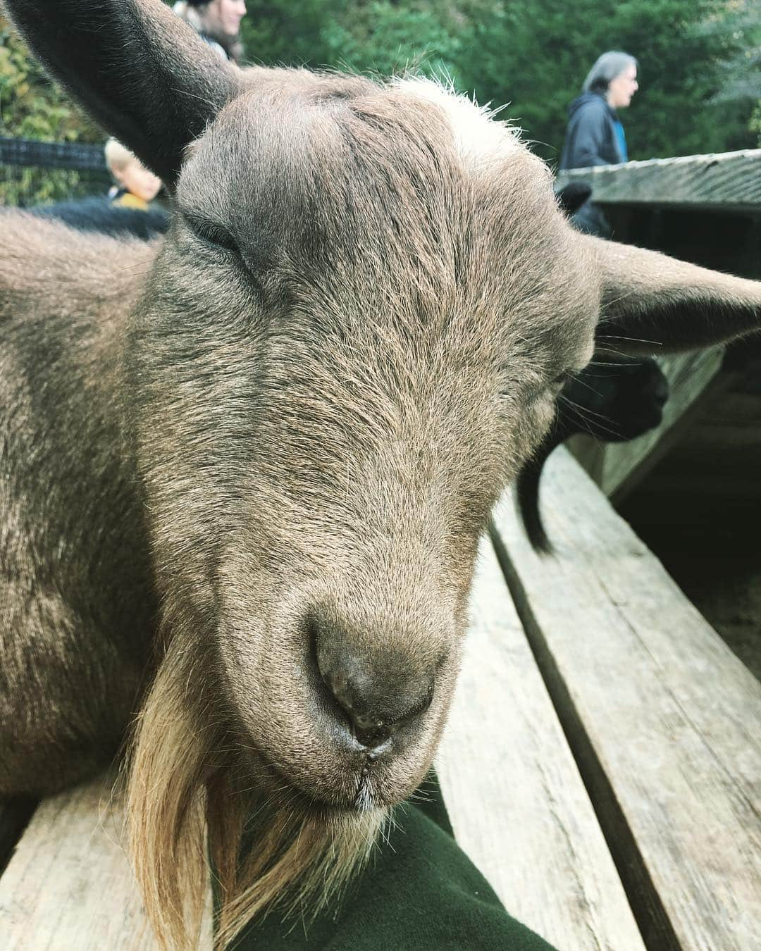 ケイ・パナベイカーさんのインスタグラム写真 - (ケイ・パナベイカーInstagram)「Miss Java Bean was another favorite of mine at the Maryland Zoo. Yes, I work with goats that I loved and I really missed them. However, there is something magical meeting new animals. She leaned into my hand that was giving her neck scratches and was snoring. 13/10, would definitely do this again. And while I didn’t get a good picture, the last animal that left a mark on me was a total surprise. It was a pretty cold and gloomy day when we went to the zoo and I didn’t think they would have any animals in their Animal Encounter area. But as we were leaving, Sprint, an Indian running duck, started calling me to me as soon as I started to walk over. Really, she was making the most adorable quacks. She kept shaking her tail for me and trying to pull up grass to give me. I may have already tried to convince the people at work that we need runner ducks....」2月2日 1時57分 - kaypanabaker