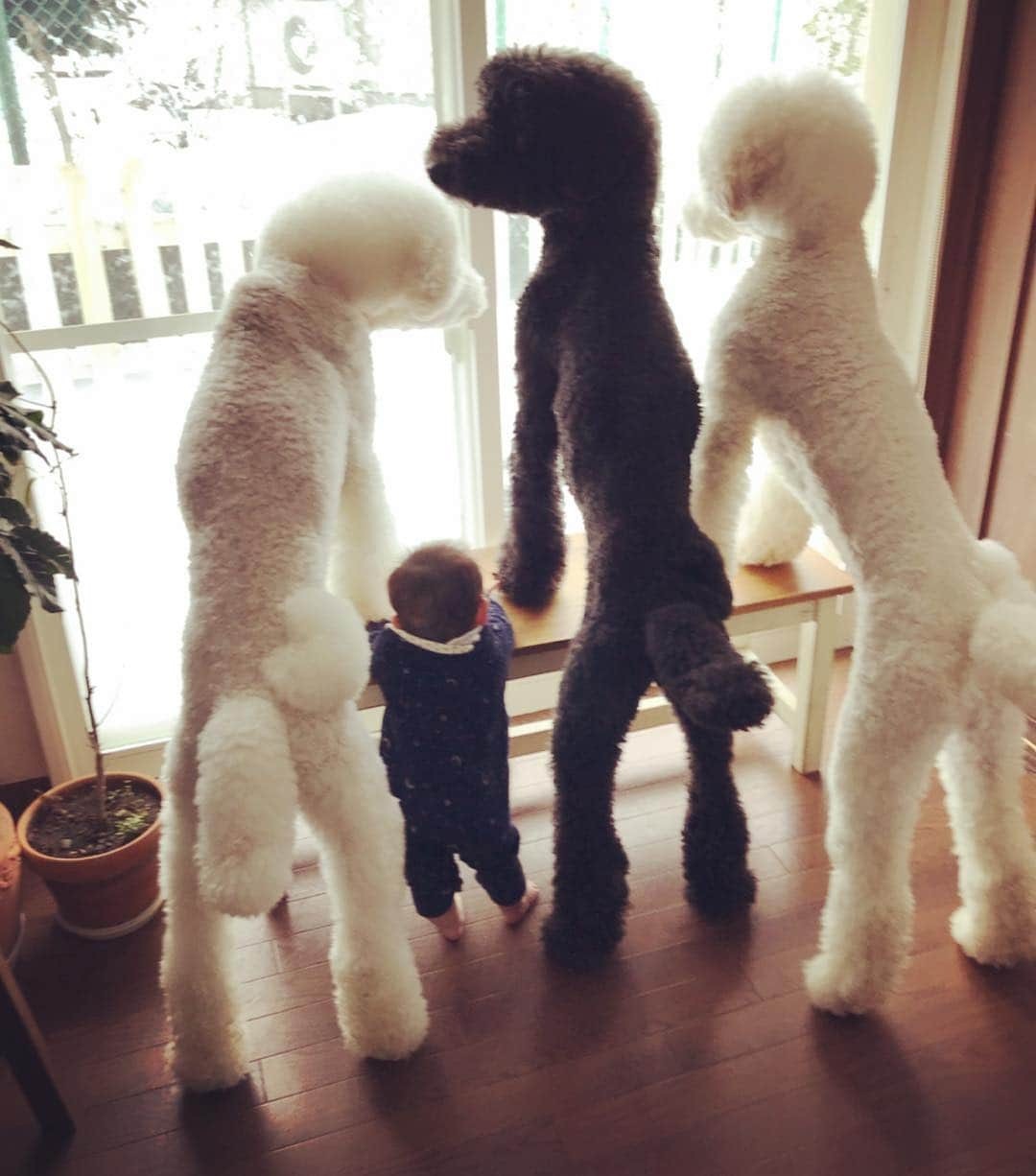 たまねぎさんのインスタグラム写真 - (たまねぎInstagram)「. . わが家の男子チーム その2(o^^o) . . #standardpoodle #dog #poodlesofinstagram #スタンダードプードル #大型犬と赤ちゃん #poodle #dogstagram #east_dog_japan #いぬのいる生活 #もふもふ部 #わんこ部 #子どもと犬 #babyanddog #生後6ヶ月 #ママリ #キズナ #コドモノ #いこーよ #いぬのきもち #犬と暮らす #犬好きと繋がりたい #男子たち #兄弟 #身長差 #黒白」2月2日 2時00分 - tamanegi.qoo.riku