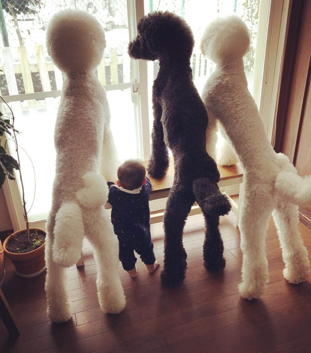 たまねぎさんのインスタグラム写真 - (たまねぎInstagram)「. . わが家の男子チーム その2(o^^o) . . #standardpoodle #dog #poodlesofinstagram #スタンダードプードル #大型犬と赤ちゃん #poodle #dogstagram #east_dog_japan #いぬのいる生活 #もふもふ部 #わんこ部 #子どもと犬 #babyanddog #生後6ヶ月 #ママリ #キズナ #コドモノ #いこーよ #いぬのきもち #犬と暮らす #犬好きと繋がりたい #男子たち #兄弟 #身長差 #黒白」2月2日 2時00分 - tamanegi.qoo.riku