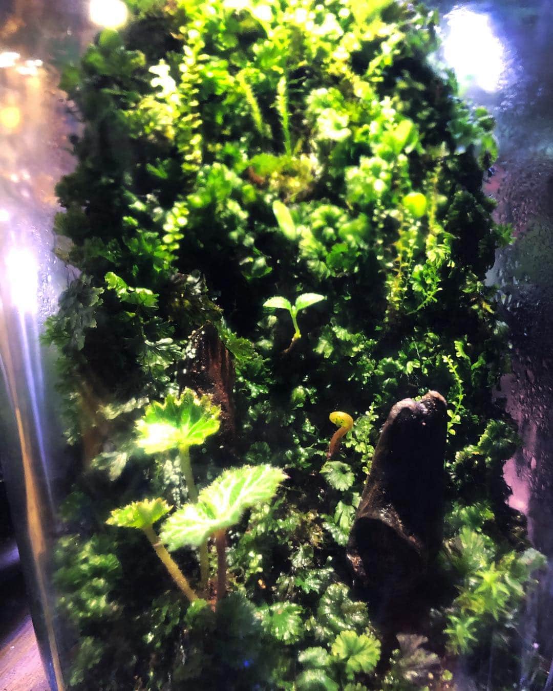 金成公信さんのインスタグラム写真 - (金成公信Instagram)「きてる。仕込んだ植物たちが顔を出し始めました。この変化が楽しい。#苔テラリウム #mossterrarium #paludarium #パルダリウム #苔 #moss」2月2日 2時01分 - bonsai_chiba