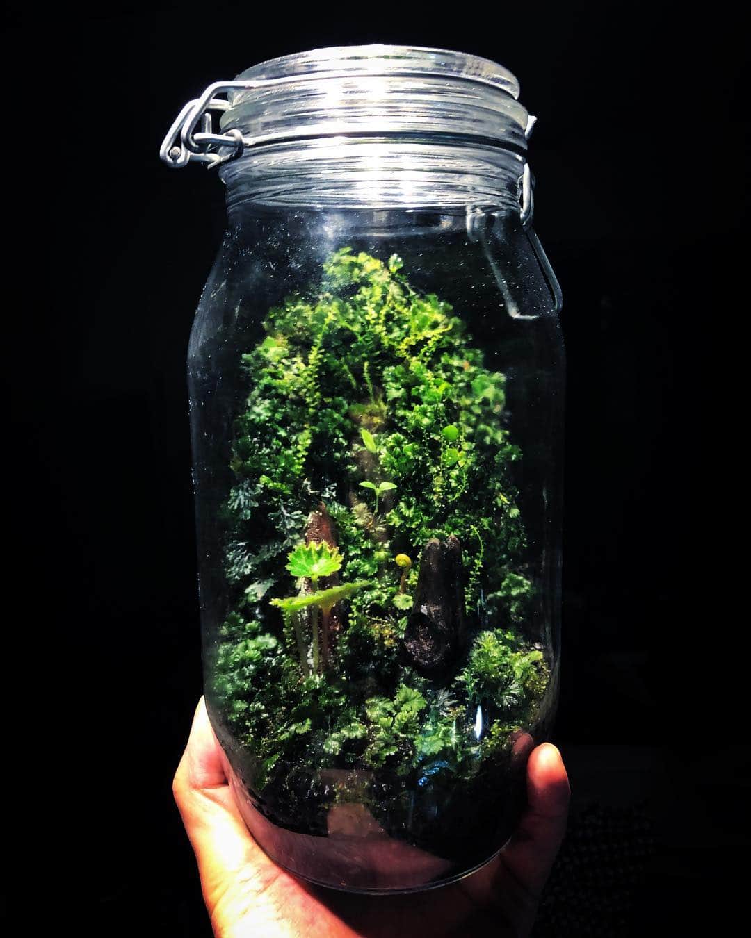 金成公信のインスタグラム：「きてる。仕込んだ植物たちが顔を出し始めました。この変化が楽しい。#苔テラリウム #mossterrarium #paludarium #パルダリウム #苔 #moss」