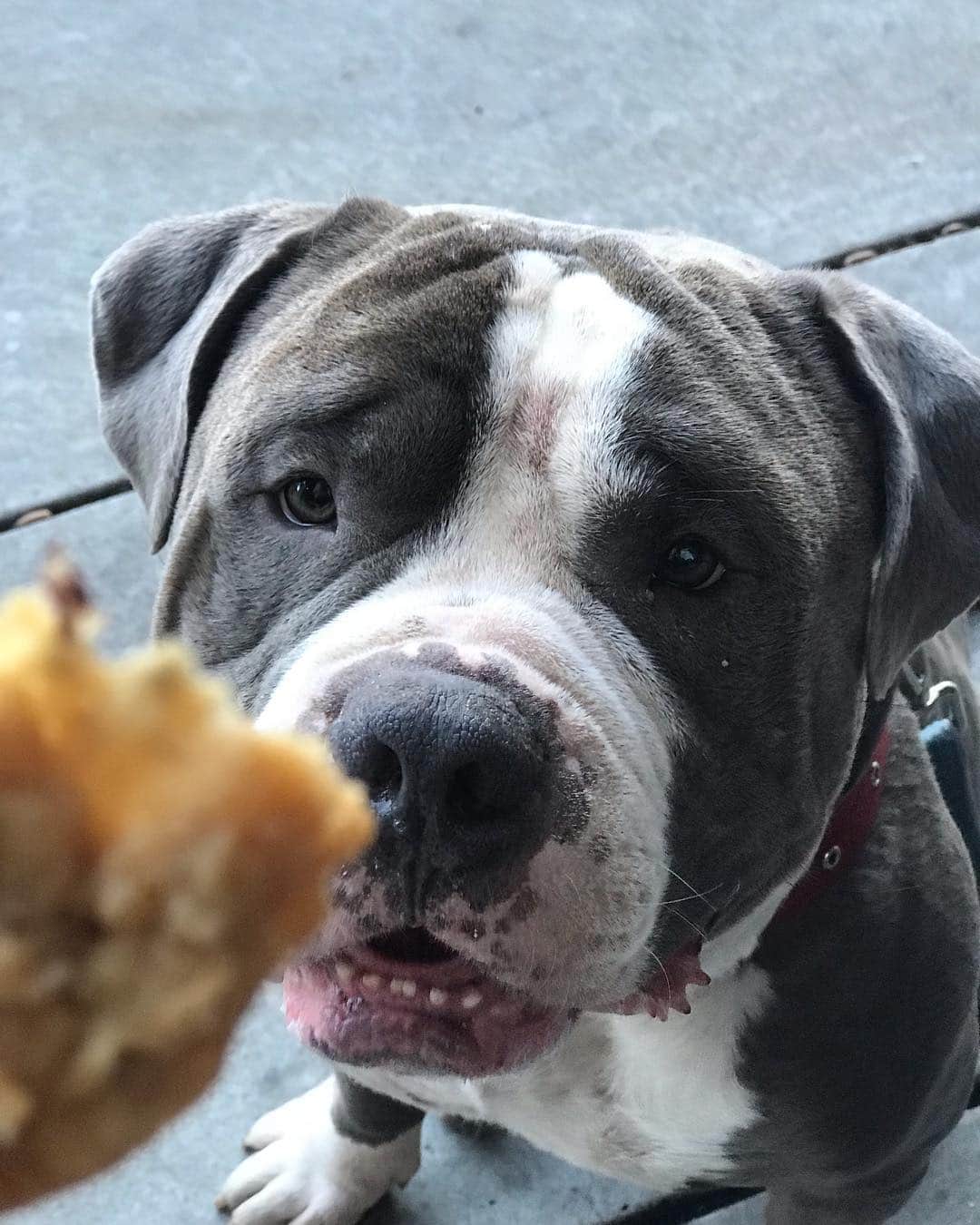 STYLISH ANIMALSのインスタグラム：「Are you going to share that? @icingonthecakebakerylg」