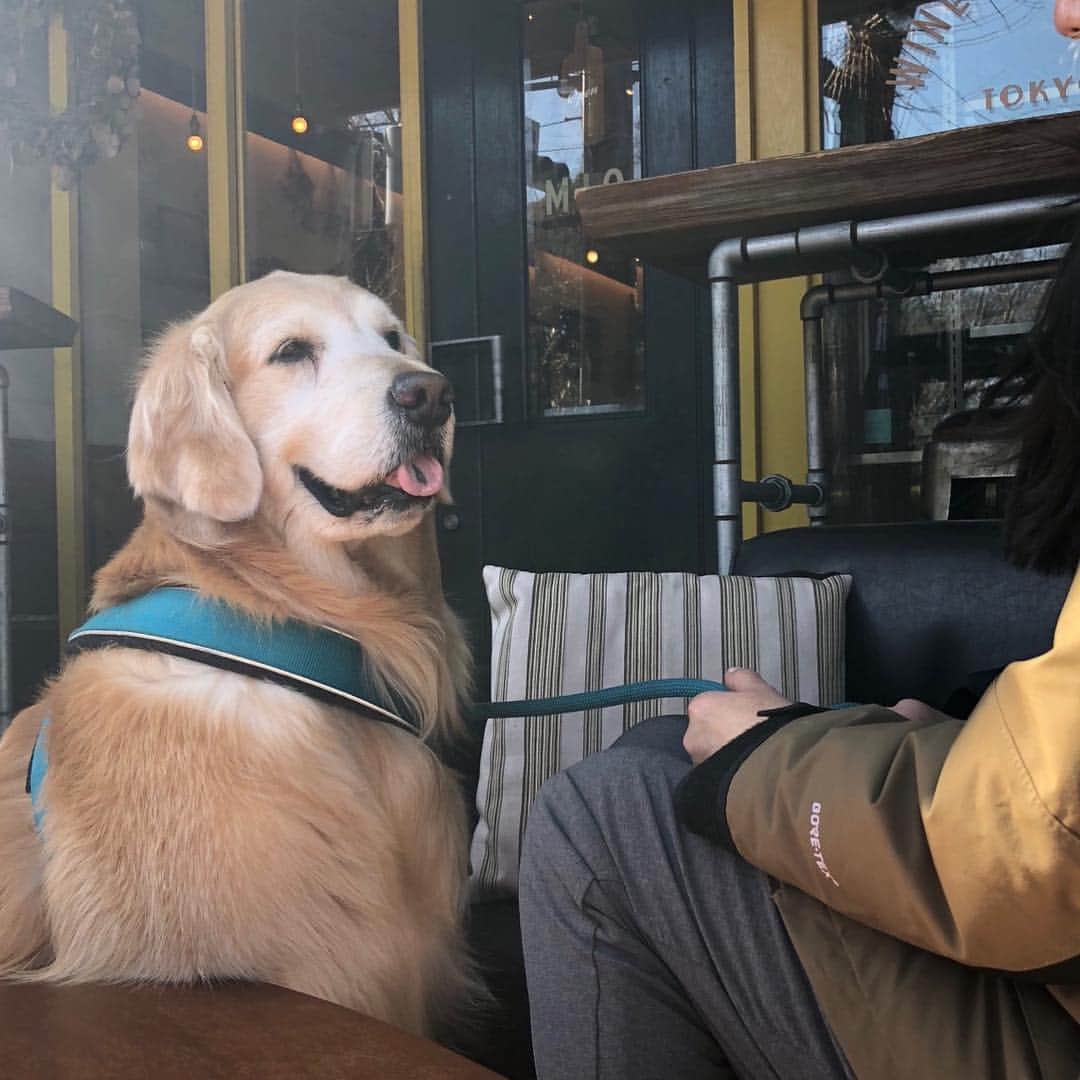 高橋ひとみさんのインスタグラム写真 - (高橋ひとみInstagram)「初めて行った犬も入れるイタリアンのお店🇮🇹 この辺りは犬と行けるお店がたくさんあって嬉しいです。」2月2日 13時46分 - hitomi_momoe