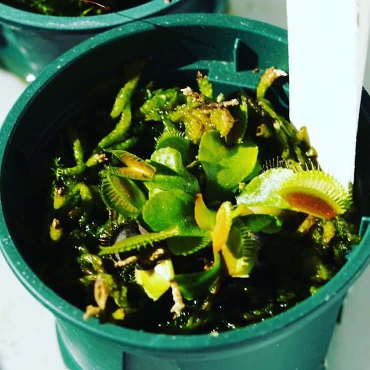 のインスタグラム：「#venusflytrap」