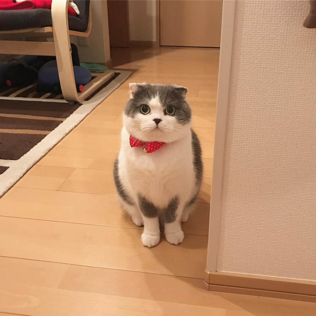 マロニーのインスタグラム：「ハル＜  そろそろご飯でしゅか❓ #マシュマロマロニー #cat #scottishfold #ねこ #猫 #ネコ #スコティッシュフォールド #はるさめのハル #おでぶ #ちょこんと座る」