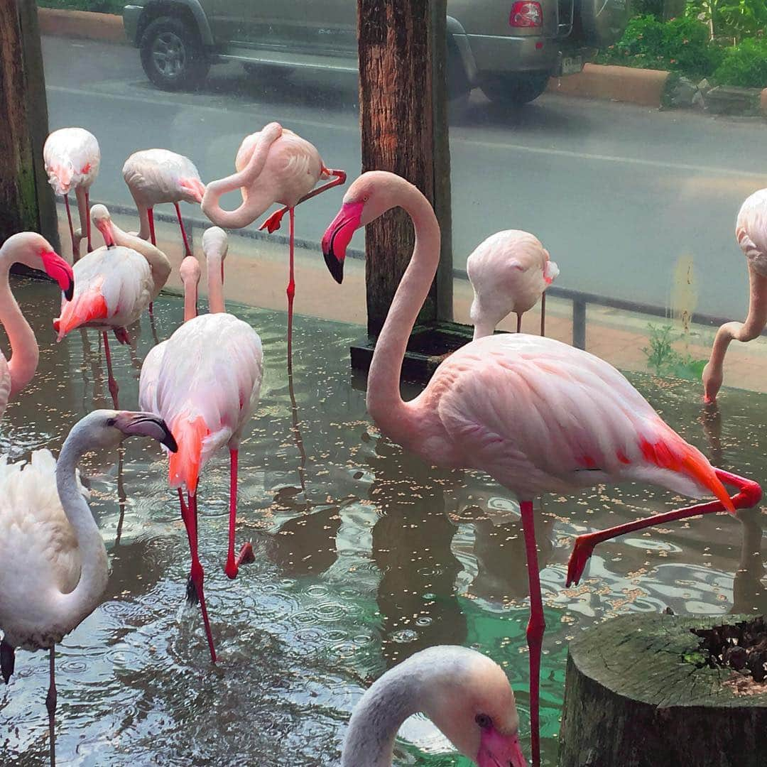 黄婷婷（ファン・ティンティン）のインスタグラム：「🦜🦌🌴🦍🐘🦌🐊🦎🐢🦟」