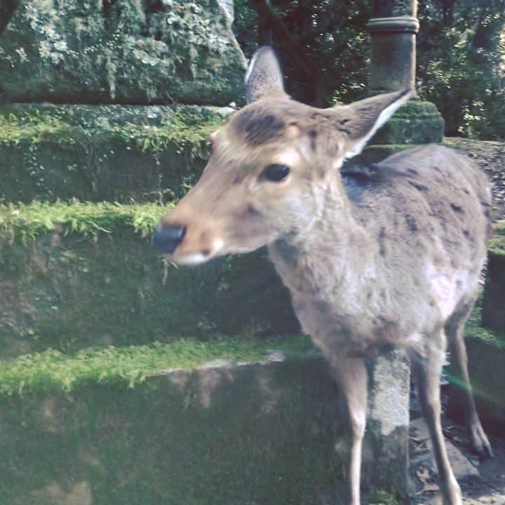 小嶋晶子のインスタグラム：「Yumm...yumm...yummy!🦌 #deer #kasugataisha #nara #japan #🦌 #🇯🇵」