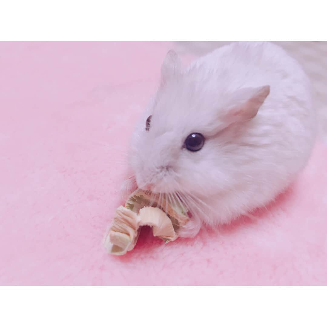 白戸遥のインスタグラム：「もぐもぐタイム♡おもち🐹🥦💕 新しいおやつ♡ブロッコリーの茎!!ぱっとみわからないやつw美味しいらしい!! #hamster #hamstagram #hammy  #dwarfhamster #hamstergram #petstagram #fluffy#smallanimal#hamsterlife #hamsterlove  #ハムスター部 #ハムスタグラム #ハムスター #はむすたぐらむ #햄스터 #仓鼠的日常 #仓鼠  #白戸家 #はるちゃん  #かわいい  #followｍe #ハムスター好きな人と繋がりたい #ハムスターのいる生活  #おもち #おうち #お気に入り#もぐもぐ」