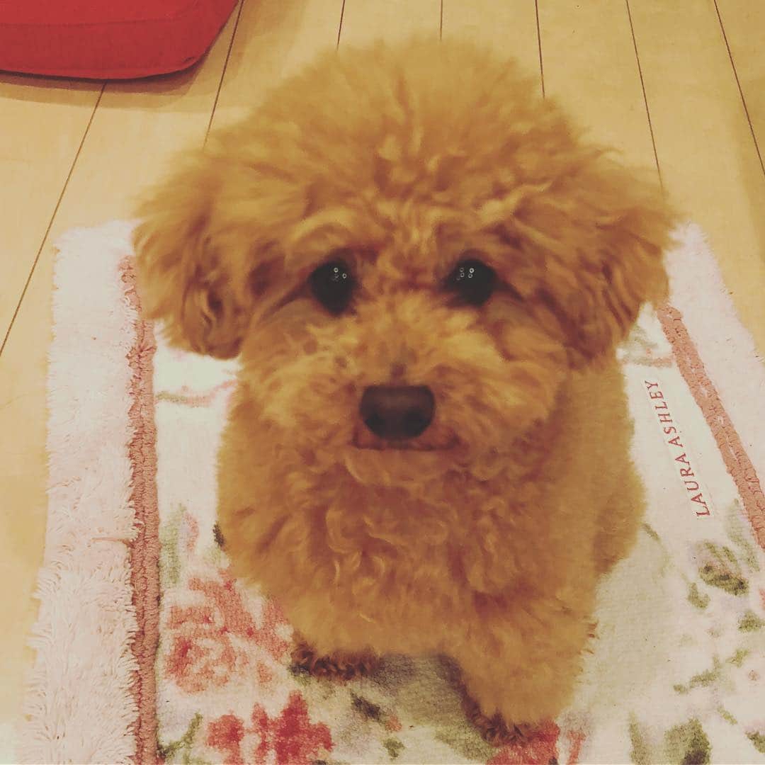 宮崎宣子さんのインスタグラム写真 - (宮崎宣子Instagram)「ママがトリミングの予約をし忘れて、あたしは、モフモフ犬になりました。 電話したら、1ヶ月待ちだそうです。 1ヶ月後はどうなってるか、、、🐶💦 一見太って見えますが、 本当は痩せています。 たぶん…  #アロハ便り #モフモフ犬 #ハーブシャンプー #アロハのシャンプーの方が高い #アロハのトリミングの方高い #アロハのトリミング待ち #アロハ #トイプードル女の子 #トイプードル #toypoodle #toypoodlelove #この顔がたまらない #ママはモフモフ好き #犬の気持ち #犬好きな人と繋がりたい」2月3日 9時55分 - miyazaki_nobuko