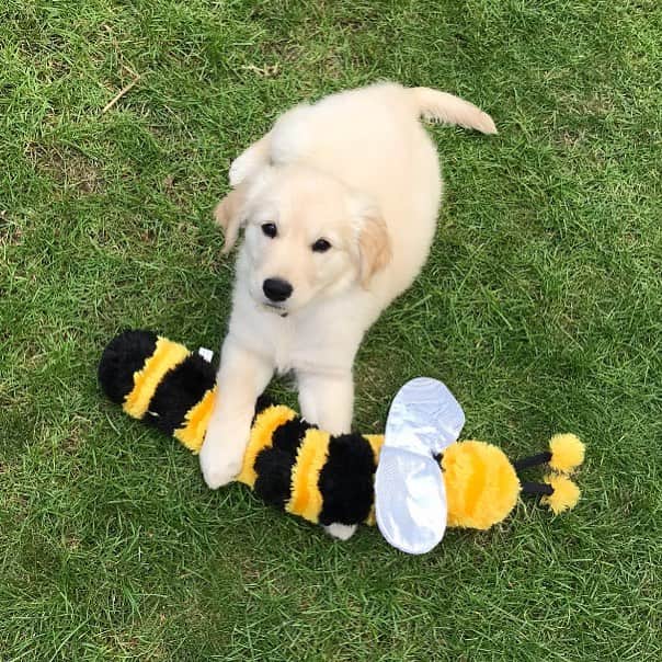 Bombastic Bengalsのインスタグラム：「I think we can probably guess Burr’s favourite toy... 🐝😍 . . . . . . #ilovegolden_retrievers #petstagram #goldenretriever #goldenretrievers #dogsofinstagram #dogstagram #retrieversofinstagram」