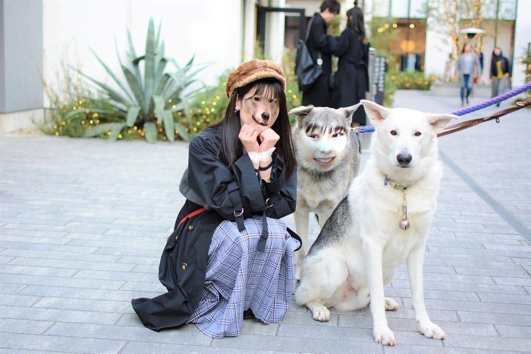 吉川七瀬さんのインスタグラム写真 - (吉川七瀬Instagram)「大きいワンちゃんがいてとっても可愛かったので、一緒に写真撮ってもいました😇 . ちゃんと飼い主さんの言うことを聞いてお座りもするしえらい😯！ 写真撮ってたなんと…2枚目！！チューされました🤭❤️ 超かわいかった🐕 #犬 #狼みたいな犬 #かわいい😍 #写真全部見てね😉」2月17日 22時59分 - yoshikawa_nanase