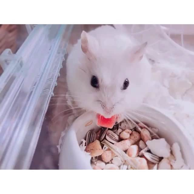 白戸遥のインスタグラム：「安定のもぐもぐタイム♡おもち🐹💕 トマトがすきらしい🍅かなりごはんをえらんでる🙊 #hamster #hamstagram #hammy  #dwarfhamster #hamstergram #petstagram #fluffy#smallanimal#hamsterlife #hamsterlove  #ハムスター部 #ハムスタグラム #ハムスター #はむすたぐらむ #햄스터 #仓鼠的日常 #仓鼠  #白戸家 #はるちゃん  #かわいい  #followｍe #ハムスター好きな人と繋がりたい #ハムスターのいる生活  #おもち #おうち #お気に入り#もぐもぐ」