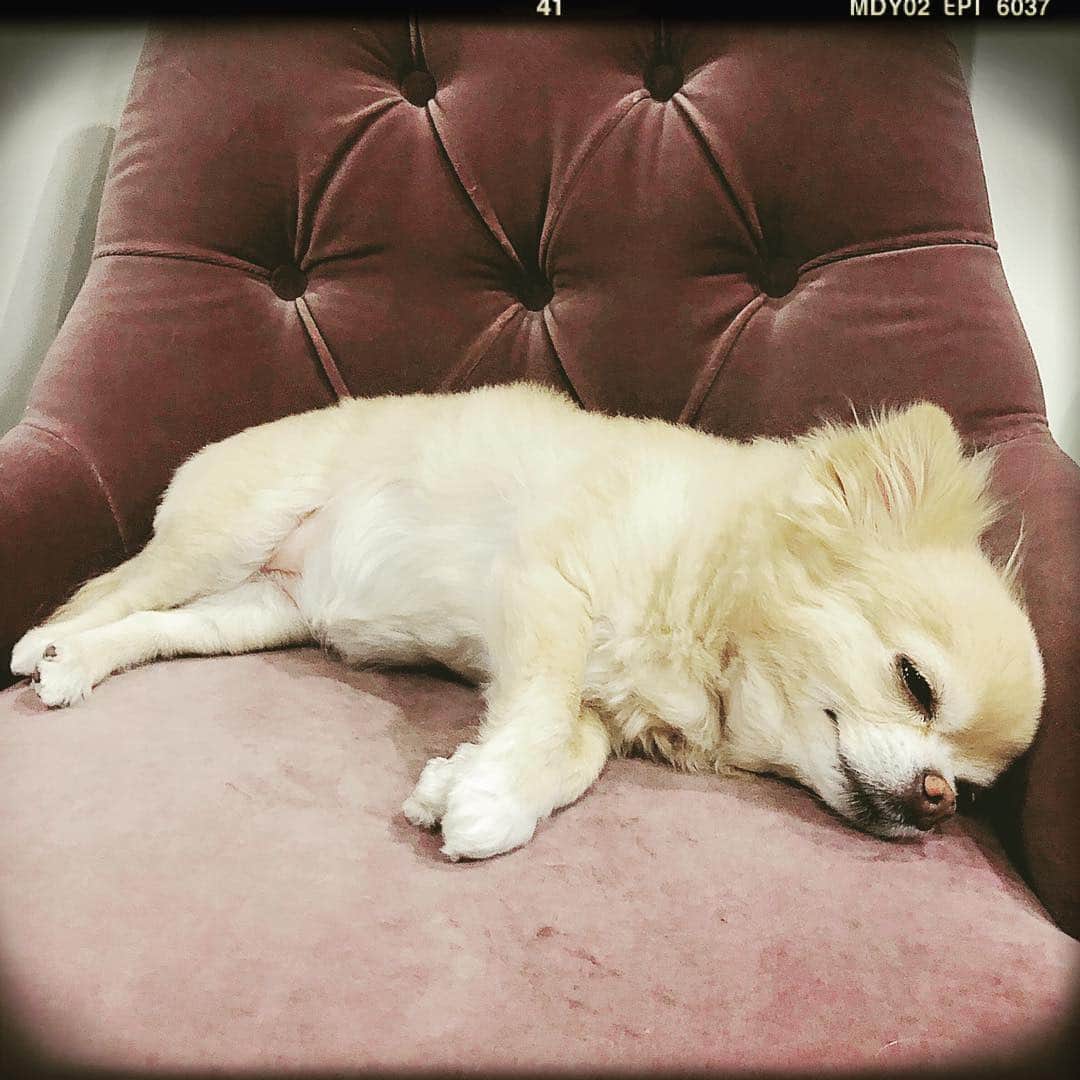 のインスタグラム：「Sleeping beauties♪」