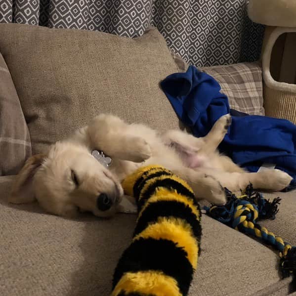 Bombastic Bengalsのインスタグラム：「Burr’s had a very long day of play . . . . . . #ilovegolden_retrievers #petstagram #goldenretriever #goldenretrievers #dogsofinstagram #dogstagram #retrieversofinstagram」
