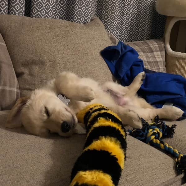 Bombastic Bengalsさんのインスタグラム写真 - (Bombastic BengalsInstagram)「Burr’s had a very long day of play . . . . . . #ilovegolden_retrievers #petstagram #goldenretriever #goldenretrievers #dogsofinstagram #dogstagram #retrieversofinstagram」2月18日 2時57分 - burr_goldenretriever