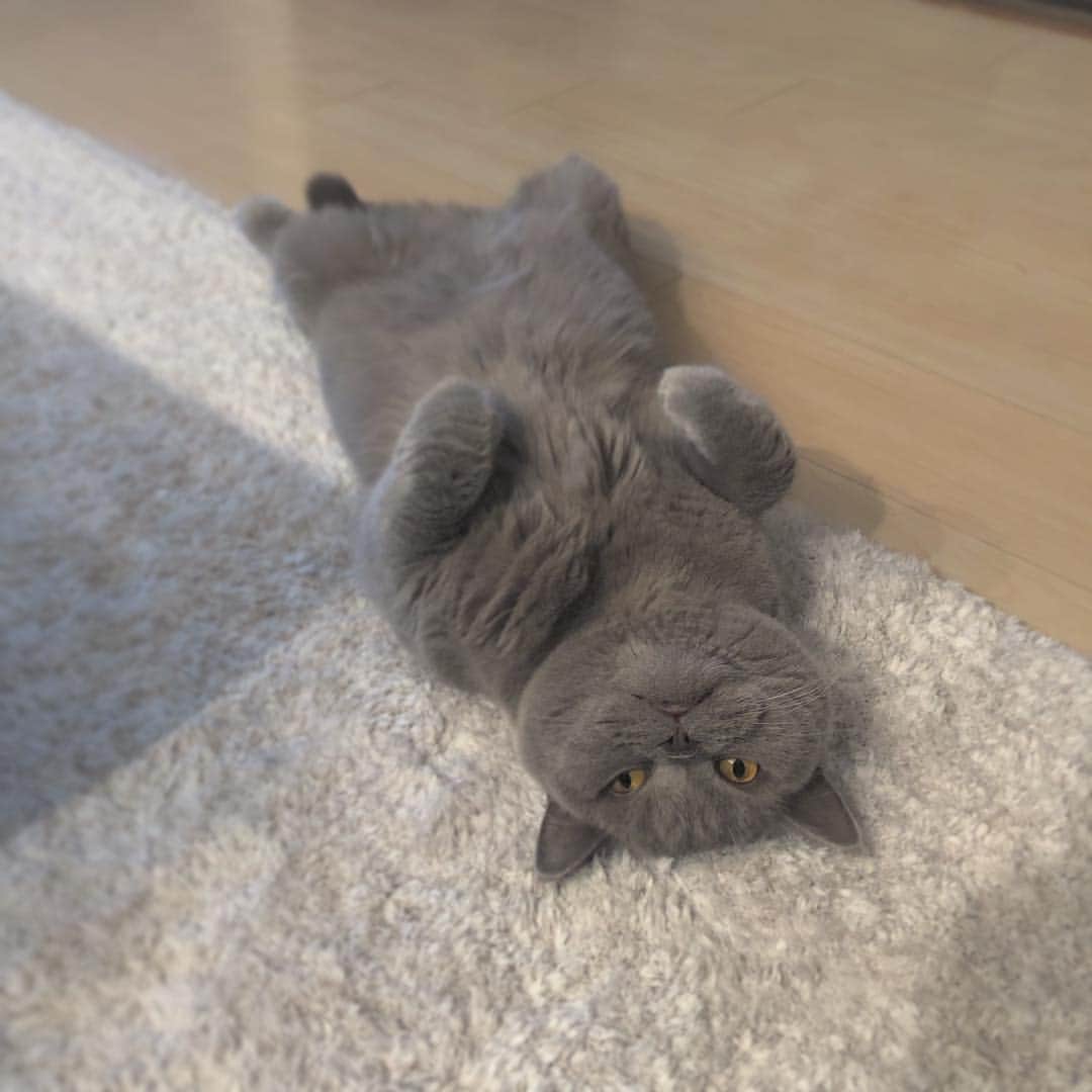 のインスタグラム：「おやすみ🐾💓💫 #へそてん」