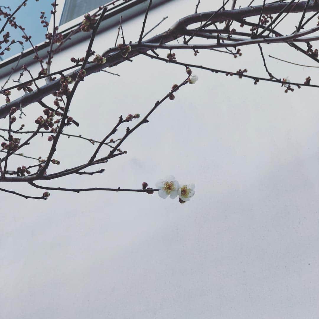 前北美弥子のインスタグラム：「梅、開花。2019.2.3. Tokyo, Setagaya. plum blooming. #bsense #biodiversitysense」