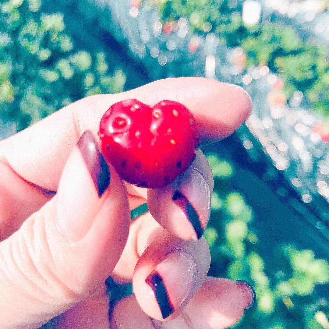 真崎麻衣のインスタグラム：「☺︎♡☺︎ いちご狩り楽しい〜🍓 #☀️ #heart #cute #delicious #sun #Strawberrypicking #🍓」