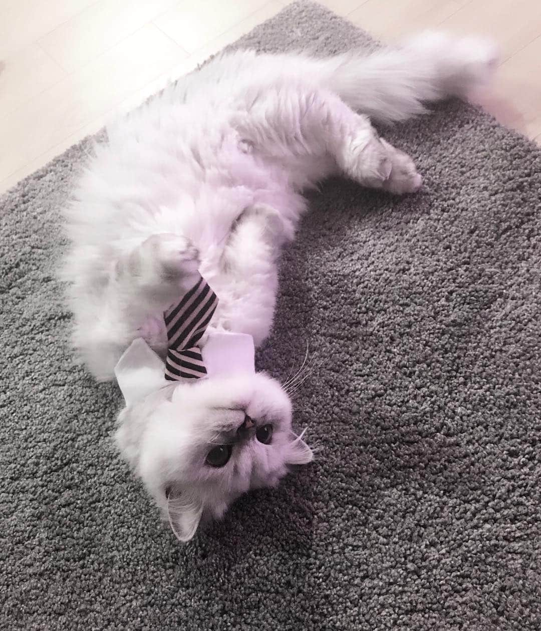 ジニョン さんのインスタグラム写真 - (ジニョン Instagram)「블리 회장님.. 출근 하셔야죠! #블리 #고양이 #cat」2月3日 17時22分 - jinyoung0423