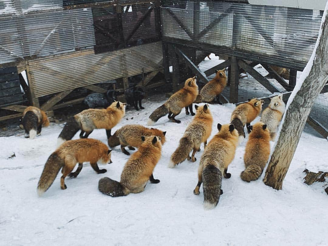 有末麻祐子さんのインスタグラム写真 - (有末麻祐子Instagram)「やっぱり動物には目が無い私なので 蔵王にあるキツネ村を知って即決で行きました🦊 放し飼いのキツネがいっぱいで最初びっくりしたけどw こんな間近で見たのは人生初だったし、顔皆んな違かった！🦊」2月3日 23時58分 - mayukoarisue