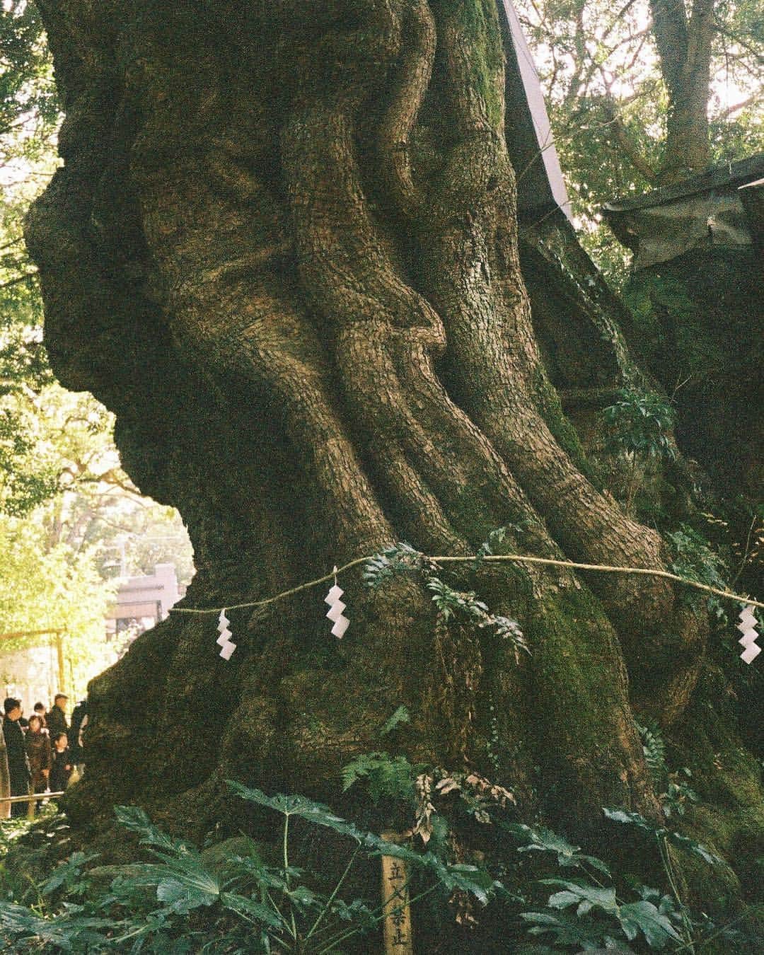 筧美和子さんのインスタグラム写真 - (筧美和子Instagram)「樹齢2000年の🌳 再投稿失礼します。 #来宮神社」2月4日 1時14分 - miwakokakei
