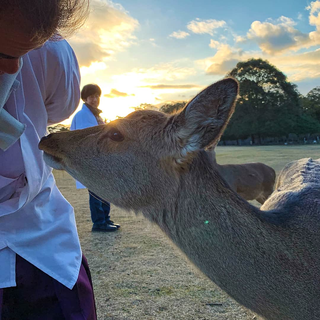 さだまさしさんのインスタグラム写真 - (さだまさしInstagram)「ほらね😍 🦌🦌🦌🦌🦌🦌🦌🦌🦌🦌 . #春日大社 #さだまさし  #sadamasashi」2月4日 15時53分 - sada_masashi