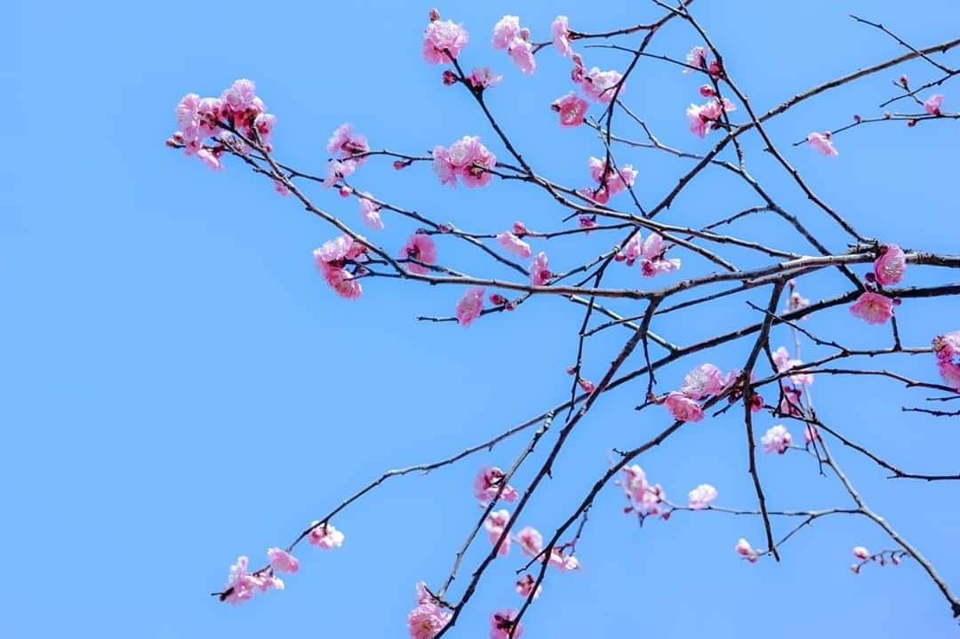 荒井沙織さんのインスタグラム写真 - (荒井沙織Instagram)「. . 『悠々春待』 . きみに会うまで 忘れていたよ。 時には ゆっくり歩くこと 空には 香りがあるってこと。 . . . 2019年1月25日〜2月3日まで開催されました IslandGallery 常設企画展『#悠々春待』は、 無事に会期を終了いたしました！ みなさまにお越しいただき、また作品への応援を今回もたくさんいただきましたこと、とても嬉しく、感謝の気持ちでいっぱいです＊｡ﾟ+  春はもうすぐ。 今年も、穏やかな春がおとずれますように＊ . . 春をテーマにした新作2点を紹介します＊ 1/2 “春を待つ楽しさ” . #IslandGallery #アイランドギャラリー #写真展 #悠々春待 #sigma #dp2quattro #sigma女子 #女子カメラ #マルマン株式会社 #CansonInfinity #ありがとうございました #photography #春 #spring #japan #flower #fleur #荒井沙織 #saory」2月4日 16時43分 - araisaori0310