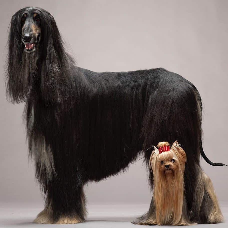 National Geographic Creativeさんのインスタグラム写真 - (National Geographic CreativeInstagram)「Photo by @robertclarkphoto | A portrait of an Afghan Hound and a Yorkshire Terrier posing together. #DogsofInstagram #AfghanHound #YorkshireTerrier」2月4日 9時29分 - natgeointhefield