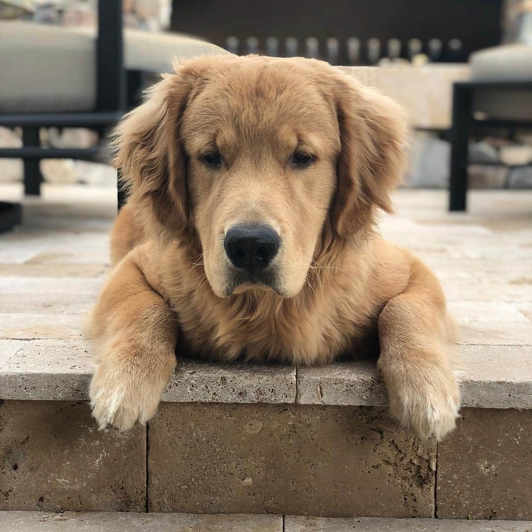 マデリーン・アーロンさんのインスタグラム写真 - (マデリーン・アーロンInstagram)「Happy #nationalgoldenretrieverday!! Love any opportunity to celebrate my guy!! #George」2月4日 13時23分 - madeline_aaron_