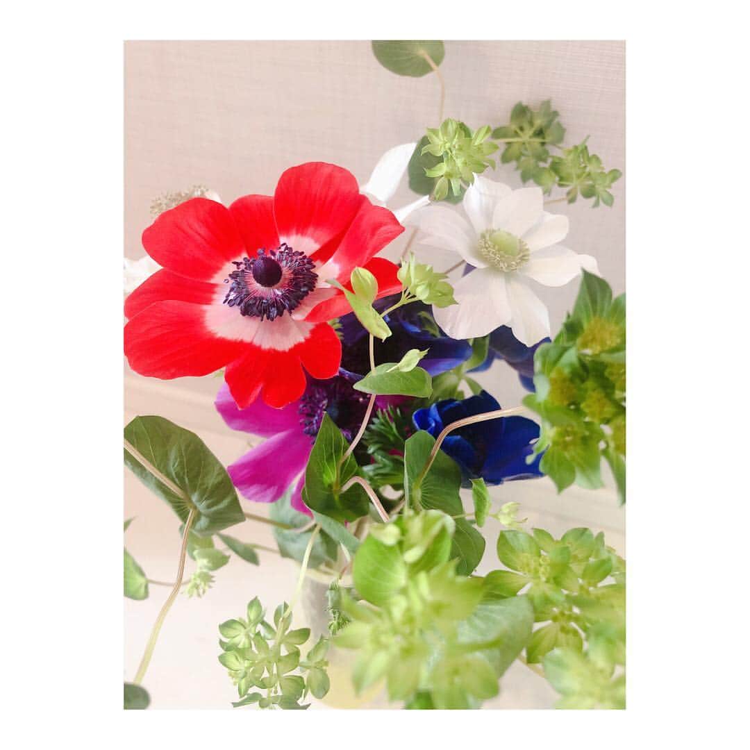 内田敦子さんのインスタグラム写真 - (内田敦子Instagram)「﻿ ﻿ ﻿ 春の花、アネモネ💐﻿﻿ ﻿﻿ 花言葉は﻿﻿ 赤いアネモネ→君を愛す﻿﻿ 白いアネモネ→真実、期待、希望﻿﻿ 紫のアネモネ→あなたを信じて待つ﻿﻿ ﻿﻿ アネモネ全般でいうと﻿﻿ はかない恋、恋の苦しみ、見捨てられた、﻿﻿ だそうです。。。﻿﻿ ﻿﻿ 全体的になんか重い…😂笑笑﻿ ﻿﻿ ﻿﻿ #アネモネ #花言葉 #調べてみるもんだ #生花」2月4日 14時29分 - atsuko_uchida1205