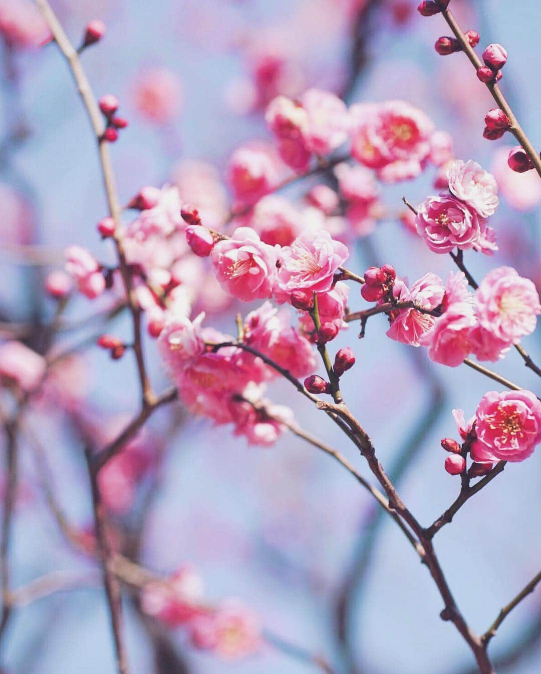 ソフィーさんのインスタグラム写真 - (ソフィーInstagram)「🌸Instagram reach sucks🌸 - #spring #japan #travel #cherryblossom #tokyo #japantravel #privateonsen #モデル #外国人モデル #外国人モデル募集」2月5日 12時01分 - peachmilky_