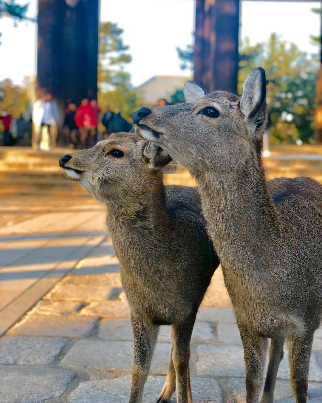 橋本真依さんのインスタグラム写真 - (橋本真依Instagram)「お伊勢さんのあとは﻿ そのまま三重県→奈良県へ✨﻿ 奈良の大仏さまのところまでドライブ！﻿ 橋本家は昔からアクティブなのです(笑)﻿ ﻿ ﻿ ﻿ ﻿ ﻿ #お伊勢さん#内宮#外宮#猿田彦神社#奈良#鹿#鹿せんべい#NARA#ISE﻿ #happy#smile#love#peace#lucky#tbt#l4l#followme#followback#instagood#photooftheday#Tokyo#Japan#셀스타그램#얼스타그램#잘보고가요#japaneseculture#lovers_nippon#japan_daytime_view#wu_japan」2月5日 8時26分 - hashimotomai430