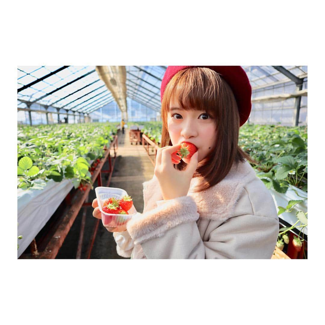 倉野尾成美さんのインスタグラム写真 - (倉野尾成美Instagram)「静岡ではいちご狩りもしたよ🕺🏻 美味しかったです！ ベレー帽いちごと被ったわ☺️ #いちご狩り #🍓」2月5日 19時49分 - noochan_1108