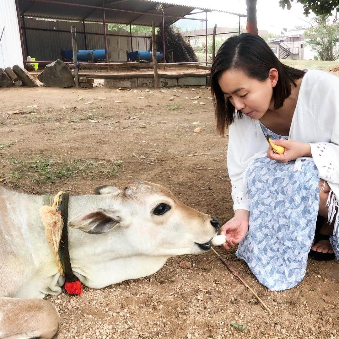 田中律子さんのインスタグラム写真 - (田中律子Instagram)「インド🇮🇳SDJ  AYURVEDALAYA DAY6🌿  昨日の施術は熱いハーブボール、中身は、レモンとターメリックを混ぜたもののタッピングに、熱いオイルを肩にたらすPICHUの2種類✨両方とも、温泉とかお灸のような感覚。身体が芯からあったまって、夜9時には爆睡😪朝は4時半に目が覚め、朝からヨガして瞑想🙏昨日のプージャでいただいたプラサードのバナナ🍌を神様である牛🐂さんにあげてきました✨ここの牛🐂さんは、背中にコブがある牛さんです❤️最初の写真は子供の牛🐂さんで、大きなコブのあるのがお母さん牛🐂さて、今日も、レモン＋ターメリックのJanbeera Pind Swedaのオイルタッピングと、肩に熱いオイルをたらすPICHUの2種類🙌お肌の調子がすこぶる良い🤩アーユルヴェーダ生活も残すところあと4日❗️しっかり堪能してきます❤️ #アーユルヴェーダ  #sdjayurvedalaya  #detox  #身体改善  #アーユルヴェーダライフ  #アーユルヴェーダメモ」2月5日 13時30分 - ri2kotanaka