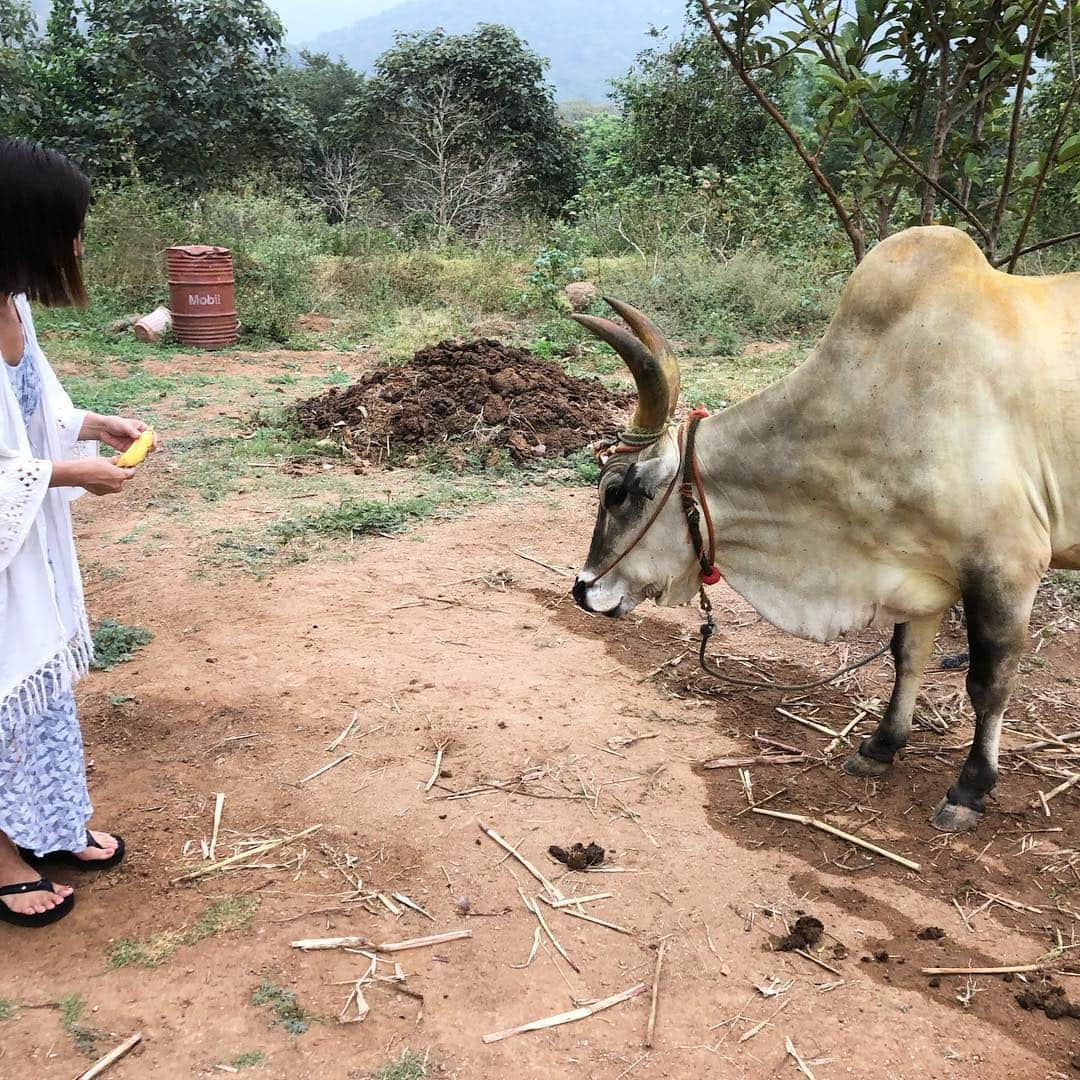 田中律子さんのインスタグラム写真 - (田中律子Instagram)「インド🇮🇳SDJ  AYURVEDALAYA DAY6🌿  昨日の施術は熱いハーブボール、中身は、レモンとターメリックを混ぜたもののタッピングに、熱いオイルを肩にたらすPICHUの2種類✨両方とも、温泉とかお灸のような感覚。身体が芯からあったまって、夜9時には爆睡😪朝は4時半に目が覚め、朝からヨガして瞑想🙏昨日のプージャでいただいたプラサードのバナナ🍌を神様である牛🐂さんにあげてきました✨ここの牛🐂さんは、背中にコブがある牛さんです❤️最初の写真は子供の牛🐂さんで、大きなコブのあるのがお母さん牛🐂さて、今日も、レモン＋ターメリックのJanbeera Pind Swedaのオイルタッピングと、肩に熱いオイルをたらすPICHUの2種類🙌お肌の調子がすこぶる良い🤩アーユルヴェーダ生活も残すところあと4日❗️しっかり堪能してきます❤️ #アーユルヴェーダ  #sdjayurvedalaya  #detox  #身体改善  #アーユルヴェーダライフ  #アーユルヴェーダメモ」2月5日 13時30分 - ri2kotanaka