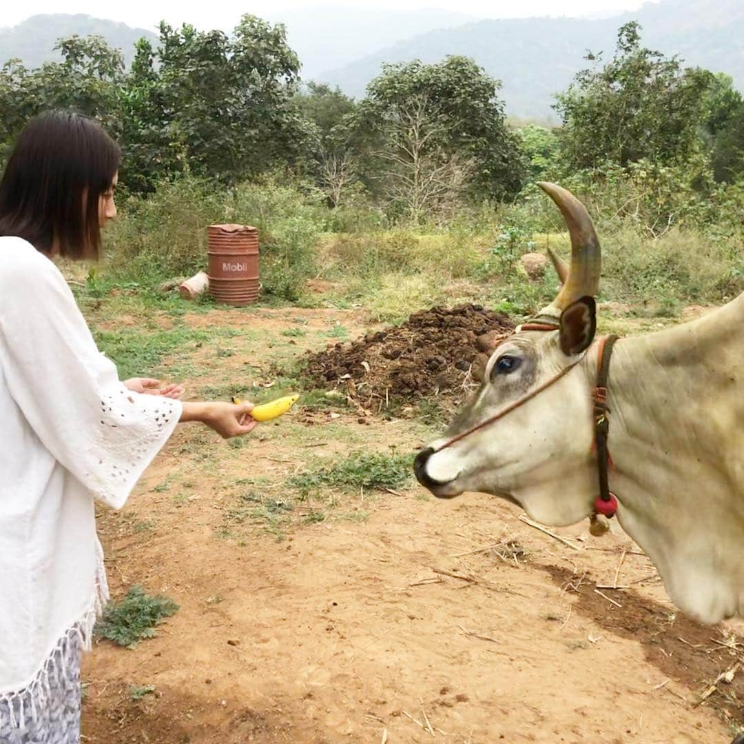 田中律子さんのインスタグラム写真 - (田中律子Instagram)「インド🇮🇳SDJ  AYURVEDALAYA DAY6🌿  昨日の施術は熱いハーブボール、中身は、レモンとターメリックを混ぜたもののタッピングに、熱いオイルを肩にたらすPICHUの2種類✨両方とも、温泉とかお灸のような感覚。身体が芯からあったまって、夜9時には爆睡😪朝は4時半に目が覚め、朝からヨガして瞑想🙏昨日のプージャでいただいたプラサードのバナナ🍌を神様である牛🐂さんにあげてきました✨ここの牛🐂さんは、背中にコブがある牛さんです❤️最初の写真は子供の牛🐂さんで、大きなコブのあるのがお母さん牛🐂さて、今日も、レモン＋ターメリックのJanbeera Pind Swedaのオイルタッピングと、肩に熱いオイルをたらすPICHUの2種類🙌お肌の調子がすこぶる良い🤩アーユルヴェーダ生活も残すところあと4日❗️しっかり堪能してきます❤️ #アーユルヴェーダ  #sdjayurvedalaya  #detox  #身体改善  #アーユルヴェーダライフ  #アーユルヴェーダメモ」2月5日 13時30分 - ri2kotanaka