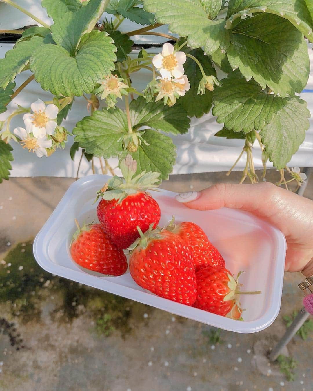 ななぴさんのインスタグラム写真 - (ななぴInstagram)「🍓﻿ ﻿ ﻿ 今年初のいちご狩りは﻿ 小泉農園さんへ行ってきました〜☺️💕﻿ ﻿ ﻿ おっきい苺たくさんあったし﻿ いろんな種類食べれて幸せでした、、﻿ ﻿ 30分じゃ足りない🙂笑﻿ ﻿ おっきい一粒まるまるのいちご大福は﻿ とても贅沢でした🥰💕﻿ ﻿ いちご狩りもう一回いきたいなぁ〜﻿ ﻿ ﻿ #いちご狩り #いちご #イチゴ #イチゴ狩り #おでかけ #わがままいちご #いちご大福 #🍓 #いちご大好き #小泉農園 #東京 #苺 #苺狩り #大粒苺 #美肌 #ビタミン補給 #美容」2月5日 17時48分 - __nanapgram__