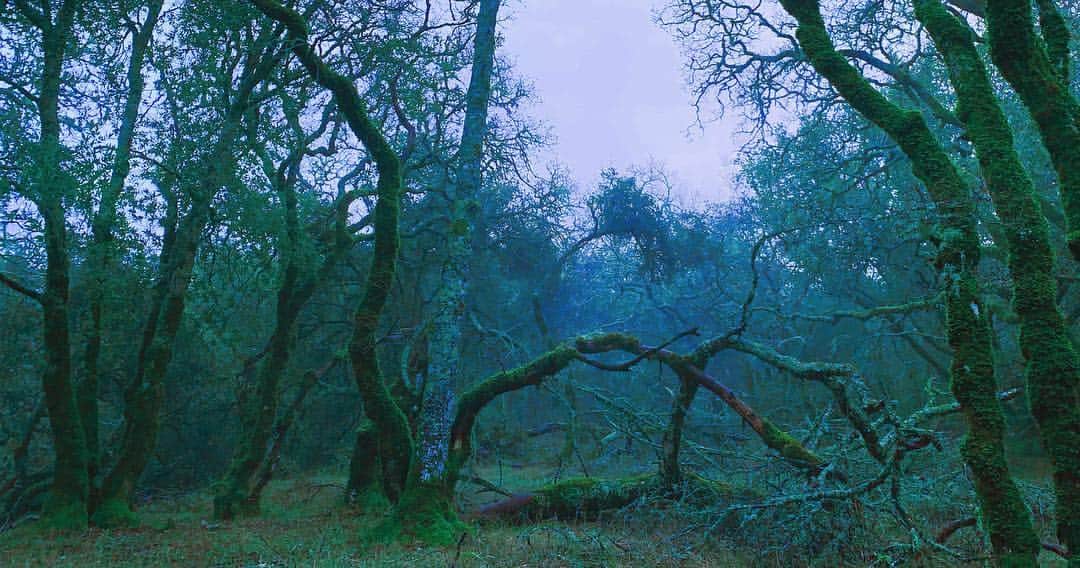 ブリジット・メンドラーのインスタグラム：「Sonoma you enchant me」