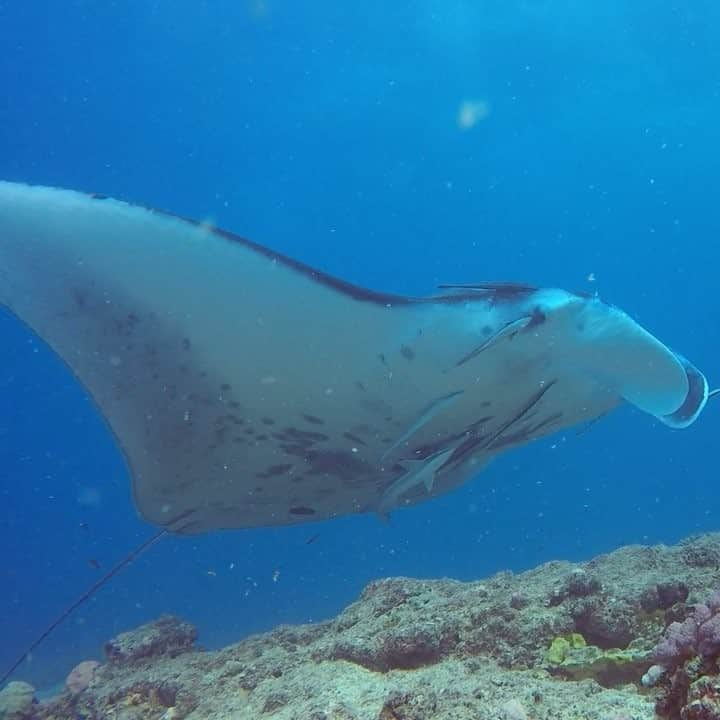 alize 「アリゼ」のインスタグラム：「#alizedive #newcaledonia #noumea #diving #diver #manta #mantatrust #divermag #nouvellecaledonie #gopro  #underwaterphoto #ニューカレドニア #ダイビング #水中写真 #ダイビング好きな人と繋がりたい @alizedive」