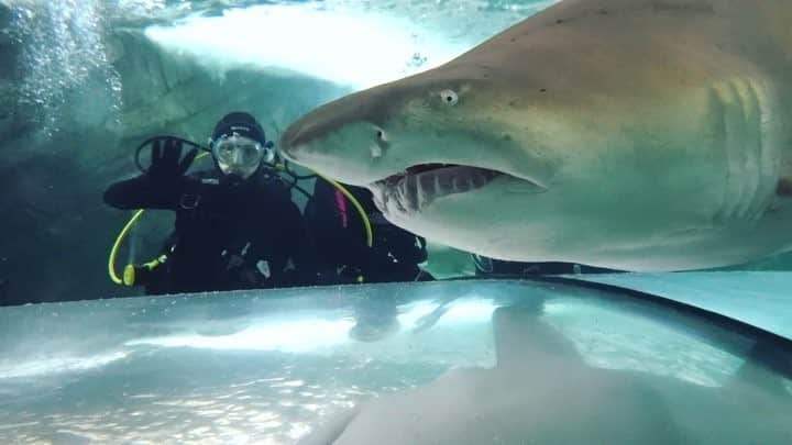辜莞允（Nono Ku）のインスタグラム：「大年初二給大家看一下 與鯊魚共潛～🦈 好大隻啊啊啊啊啊啊 （我是最左邊揮手的那個😂😂😂） #nonoinAUS#sharkdiving #到底有幾隻啊#鯊魚近看長得很呆滯」