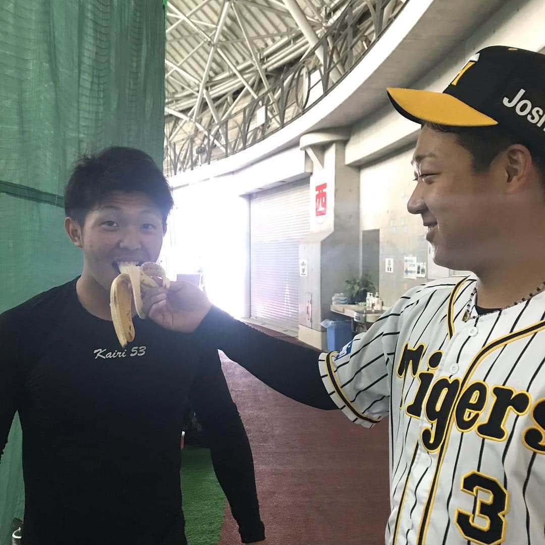 阪神タイガースさんのインスタグラム写真 - (阪神タイガースInstagram)「今日、23歳のお誕生日を迎えた島田選手🎂おめでとうございます‼️ #島田海吏 選手 #23th #happybirthday #hbd🎂 #大山悠輔 選手から #バナナ でお祝い #🍌」2月6日 9時34分 - hanshintigers_official