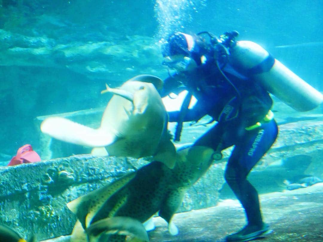 保田圭さんのインスタグラム写真 - (保田圭Instagram)「サメの餌付けショー♡近くで見れてなかなかの大迫力でした(o^^o) #グアム #アンダーウォーターワールド #詳しくはブログをご覧下さい」2月6日 10時23分 - keiyasuda1206