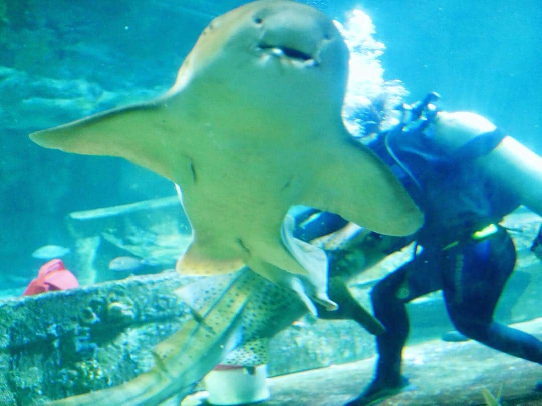 保田圭さんのインスタグラム写真 - (保田圭Instagram)「サメの餌付けショー♡近くで見れてなかなかの大迫力でした(o^^o) #グアム #アンダーウォーターワールド #詳しくはブログをご覧下さい」2月6日 10時23分 - keiyasuda1206