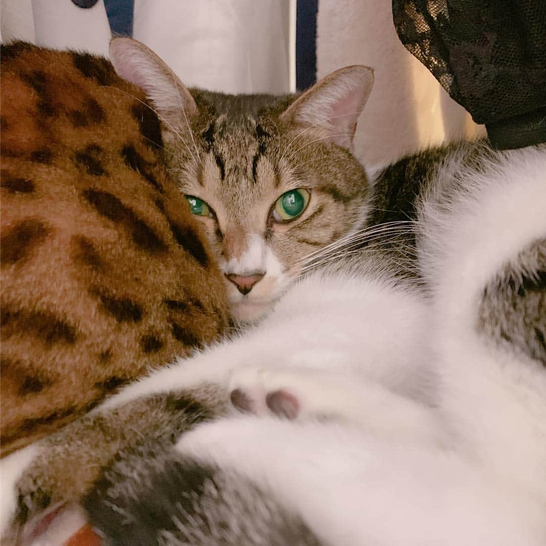 Elyさんのインスタグラム写真 - (ElyInstagram)「Regal funny faces  把臉貼在麥芽屁股旁的哩勾 #Regal #Mya #cat #catsofinstagram #lovely #blessed」2月6日 17時58分 - eeelyeee