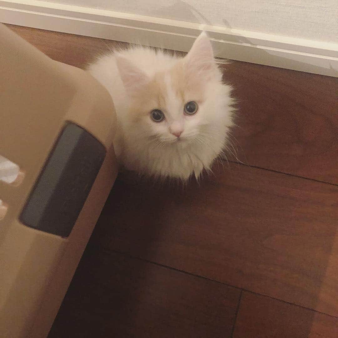 まふまふのインスタグラム：「２匹目の子猫『ぽてと』がきました  いろはにぽてと #ねこ #マンチカン #子猫 #まふまふ」