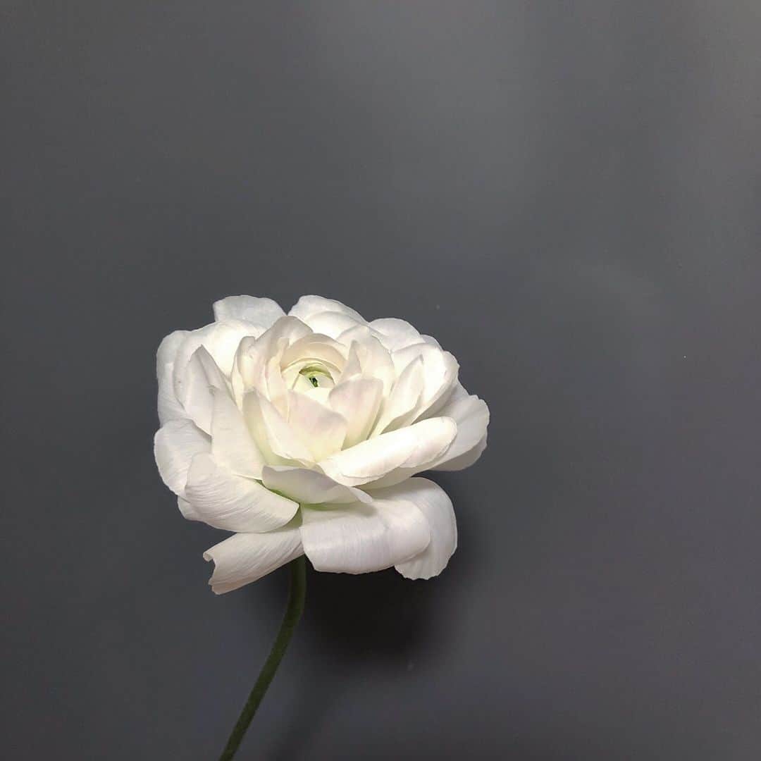吉川愛さんのインスタグラム写真 - (吉川愛Instagram)「☺︎ ラナンキュラス。 薔薇以上に好きかもしれない。 真ん中にほんのりピンク。 花言葉は「とても魅力的」 「華やかな魅力」 白色のラナンキュラスの花言葉は「純潔」 魅力のある女性になりたい」2月6日 20時33分 - ai_yoshikawa_official